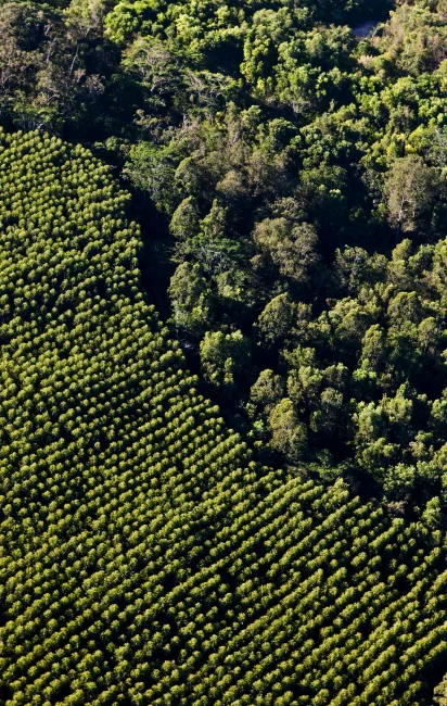 Vista aérea mostrando a linha clara entre um campo agrícola com plantas organizadas em filas e uma floresta densa e natural ao lado.