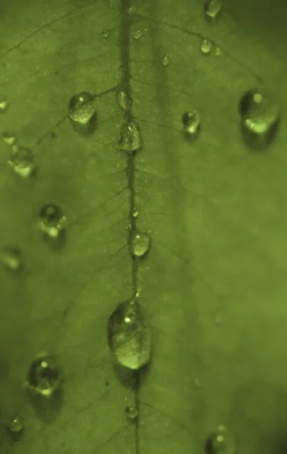 Gotas de água sobre a superfície detalhada de uma folha verde.