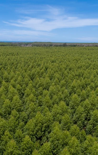 Campo denso de árvores verdes sob céu azul claro com algumas nuvens.