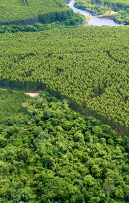 Vista aérea de uma densa floresta verde com um rio serpenteando ao fundo.