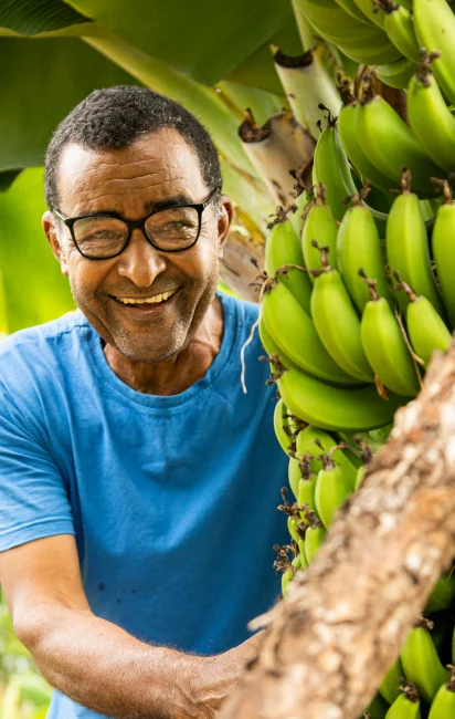 Homem sorridente com óculos e camiseta azul colhendo bananas verdes em uma bananal.