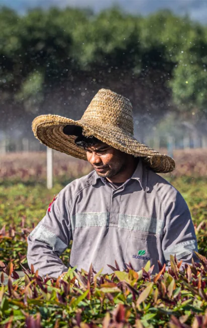 Homem usando chapéu de palha grande trabalhando em plantação com plantas verdes e roxas sob luz natural.