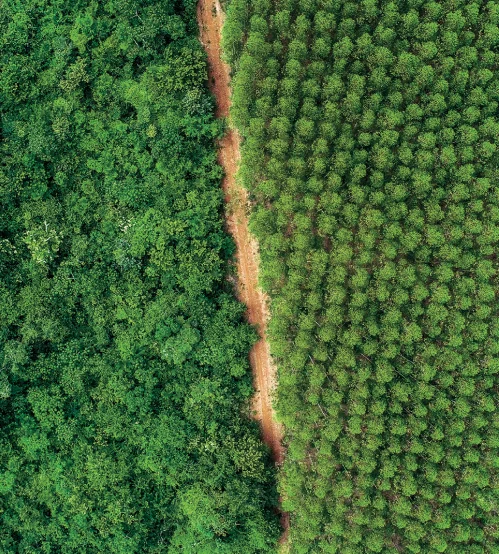 Vista aérea mostrando uma linha de divisão entre floresta densa à esquerda e plantação organizada de árvores à direita, separadas por um caminho de terra.
