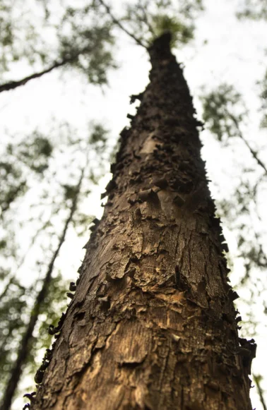 Tronco de árvore alto com casca rugosa vista de baixo para cima em uma floresta.
