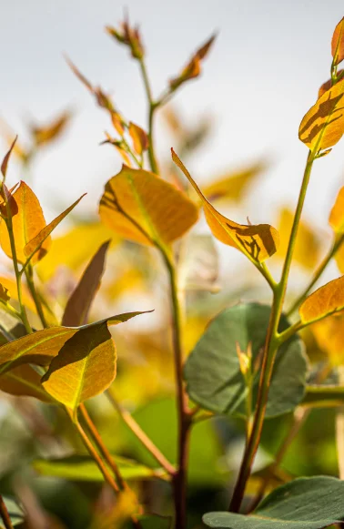 Folhas verdes e amarelas de plantas sob luz solar em um fundo desfocado.