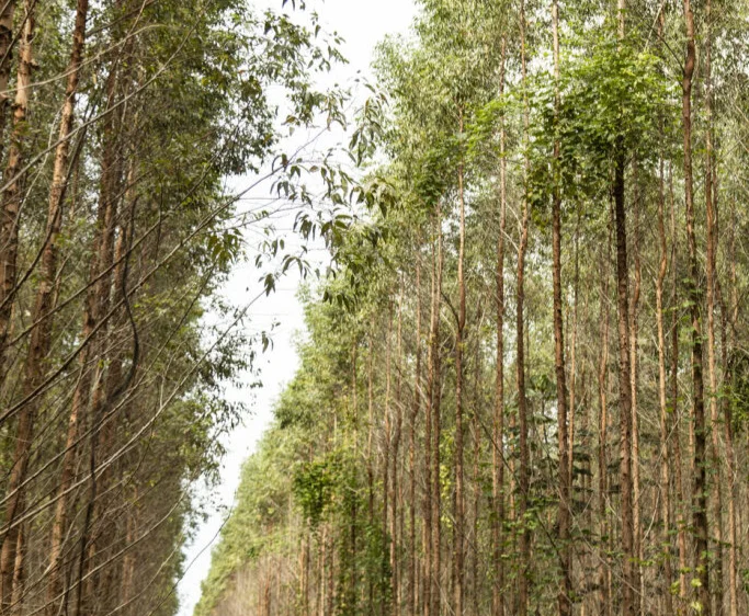 Floresta densa de árvores altas com troncos finos e folhagem verde sob céu claro.