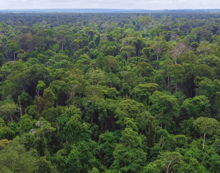 Vista aérea de uma densa floresta tropical com copas de árvores verdes se estendendo até o horizonte.