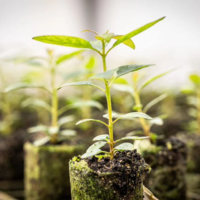 Mudas verdes jovens crescendo em tubetes de solo em ambiente de cultivo.