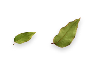 Duas folhas verdes com veias vermelhas de tamanhos diferentes sobre fundo branco.
