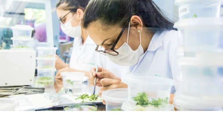 Pesquisadoras em laboratório, usando jalecos e máscaras, manipulando plantas com pinça para estudo botânico.