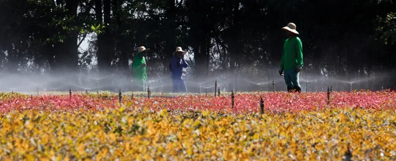 Três trabalhadores com chapéus em uma plantação com plantas coloridas em amarelo, vermelho e verde, enquanto aspersores irrigam o campo.