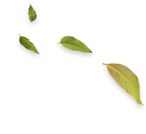 Quatro folhas verdes e amareladas de tamanhos variados, dispostas em diagonal sobre fundo transparente.