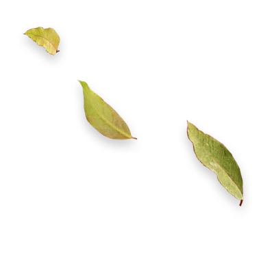 Três folhas secas em diferentes tamanhos e tonalidades de verde com bordas marrons, sobre fundo branco.