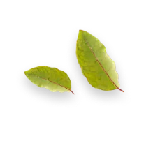 Duas folhas verdes com nervuras vermelhas, uma maior e uma menor, sobre fundo transparente.