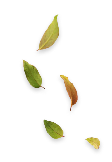 Cinco folhas em tons de verde e amarelo, com bordas ligeiramente avermelhadas, em fundo transparente.