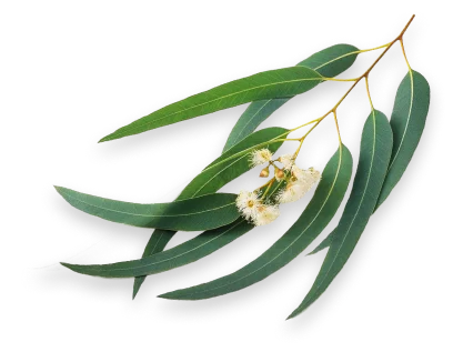 Galho de eucalipto com folhas alongadas verdes e flores pequenas brancas.