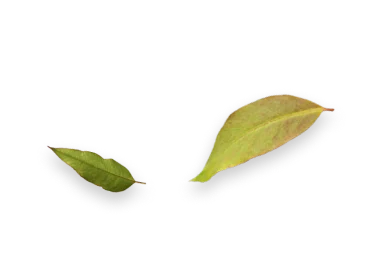 Duas folhas de eucalipto com tonalidades de verde e amarelo, isoladas em fundo transparente.