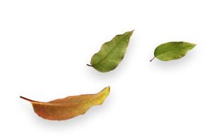 Três folhas secas de eucalipto em diferentes tons de verde e marrom.
