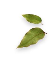 Duas folhas verdes com bordas marrons, vistas isoladamente contra fundo branco.