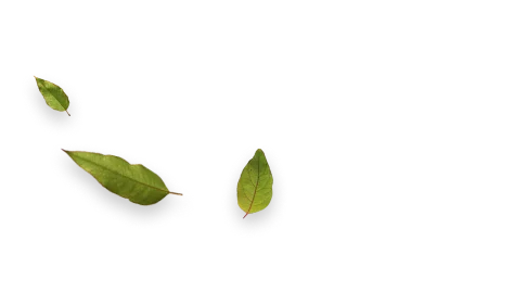 Três folhas verdes de tamanhos variados sobre fundo transparente.