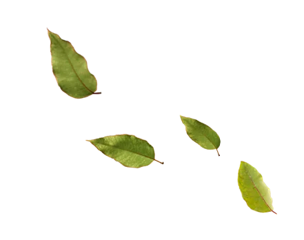Quatro folhas verdes pequenas dispersas em fundo transparente.