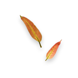 Duas folhas secas em tons de laranja e vermelho com nervuras visíveis.