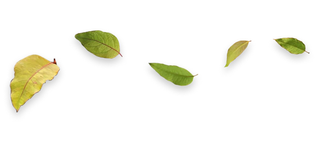 Cinco folhas verdes e amareladas alinhadas horizontalmente sobre fundo branco.