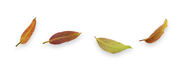 Quatro folhas em tons de verde e marrom, algumas com detalhes amarelos, sobre fundo branco.