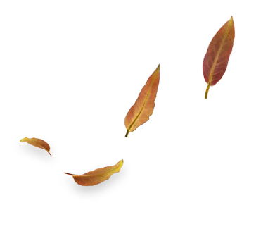 Quatro folhas secas de tons amarelo, laranja e vermelho, com detalhes de sombra abaixo delas.