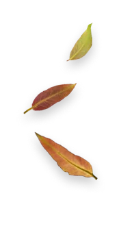 Três folhas secas e coloridas, dispostas verticalmente em fundo transparente.