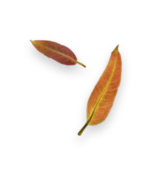 Duas folhas caídas com cores avermelhadas e veias amarelas visíveis.