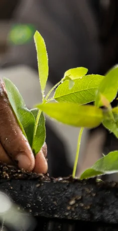 Mão segurando uma muda de planta com folhas verdes em solo escuro.
