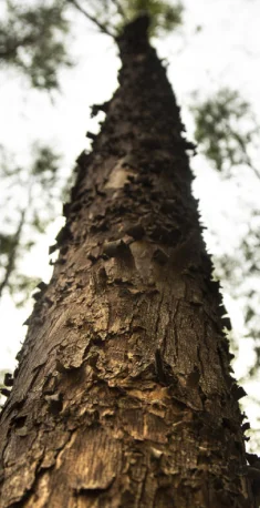 Tronco de eucalipto com casca rugosa visto de baixo para cima com o céu desfocado ao fundo.