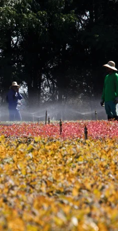 Dois trabalhadores com chapéus em um campo irrigado com plantas de cores amarelas e vermelhas sob árvores ao fundo.