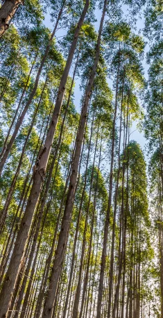 Bosque de eucaliptos com árvores altas e finas sob céu azul claro.