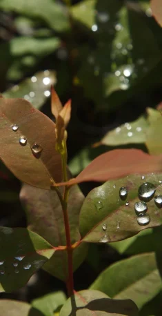 Gotas de água brilhando em folhas verdes e vermelhas de planta sob luz natural.
