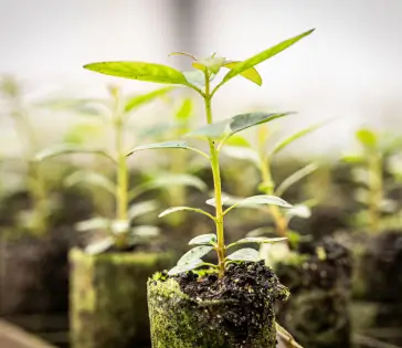 Muda de planta verde crescendo em solo úmido com outras mudas desfocadas ao fundo.