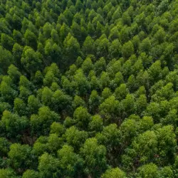 Vista aérea de uma floresta densa com árvores verdes.