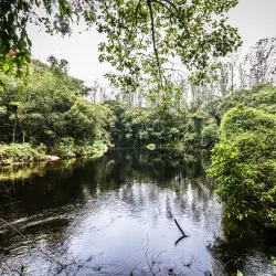 Lago cercado por árvores e vegetação densa com galhos pendendo sobre a água.