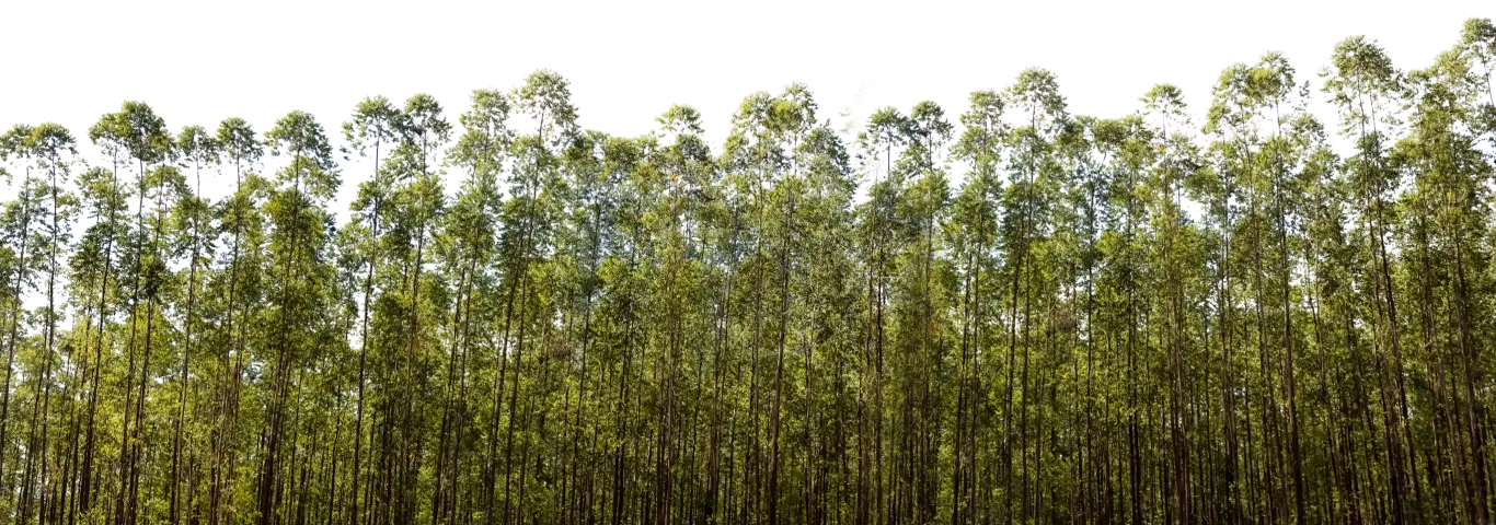 Floresta densa com árvores altas de troncos finos e copas verdes sob céu claro.
