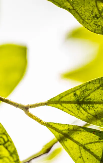 Folhas verdes iluminadas pela luz solar, exibindo textura e veias detalhadas.