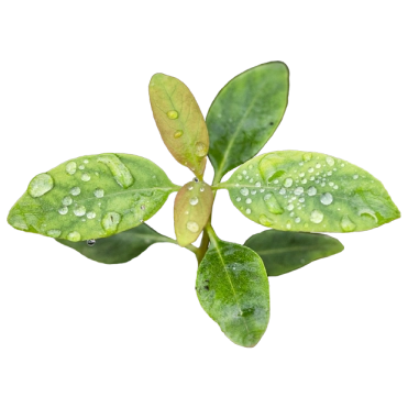Folhas verdes com gotas de água sobre elas.
