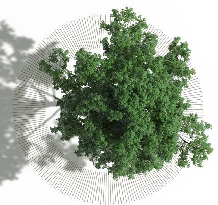 Vista aérea de uma árvore verde com um padrão circular de linhas finas ao redor.