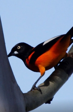 Pássaro com penas pretas e laranja pousado sobre um galho contra o céu azul.