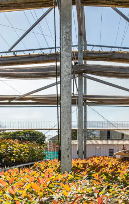 Estufa com estrutura metálica cobrindo fileiras de plantas com folhas verdes e avermelhadas sob céu azul claro.