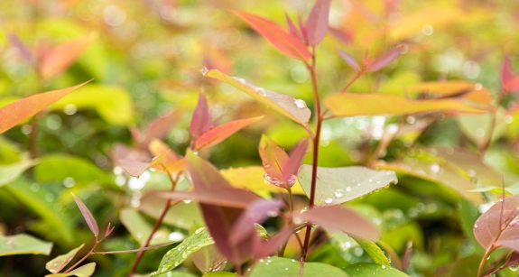 Folhas verdes e avermelhadas com gotas de orvalho sob luz suave.