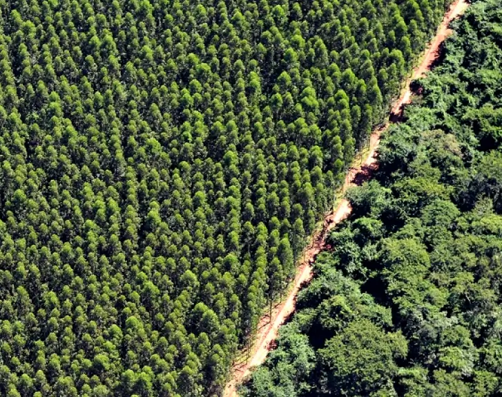 Vista aérea mostrando uma estrada de terra dividindo uma plantação organizada de árvores à esquerda e uma floresta nativa densa à direita.