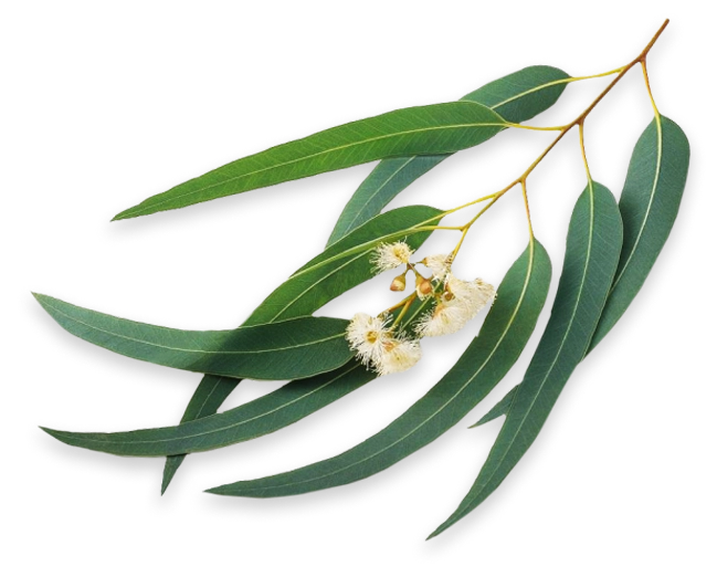 Galho de eucalipto com folhas alongadas verdes e pequenas flores brancas.