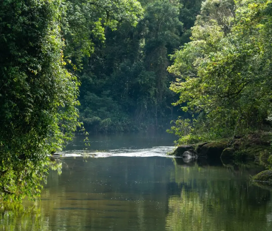 Rio tranquilo cercado por vegetação densa e árvores verdes refletindo na água.