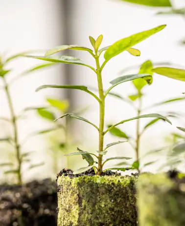 Muda de planta jovem crescendo em substrato orgânico coberto por musgo, com fundo desfocado.